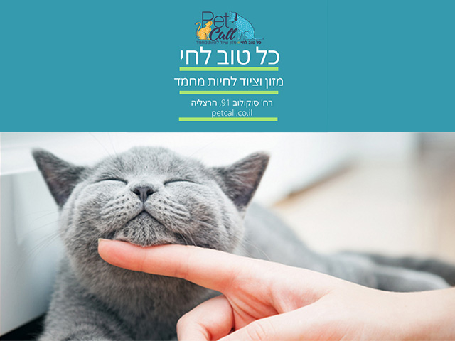 דף חדש